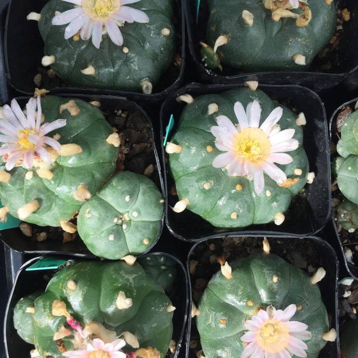 Peyote-Kaktus (Lophophora Williamsii) 6–7 cm