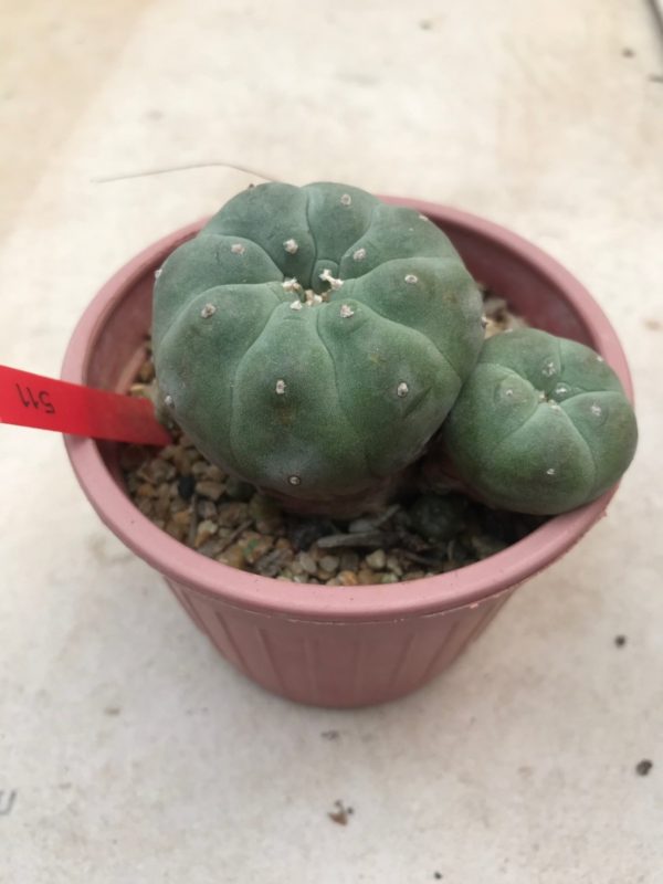 Peyote-Pflanze (Lophophora Williamsii) 10–11 cm