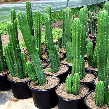 San Pedro Kaktus Peruvianus (Trichocereus)-(25 - 35cm)