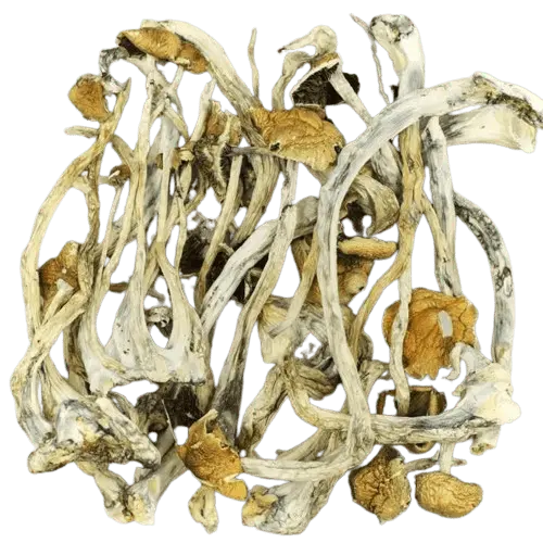 Amazonischer Cubensis