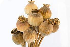 Papaver Somniferum Mohnkapseln (4 lb)